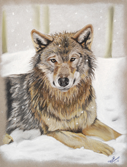 Wolf Lars